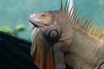 Iguana